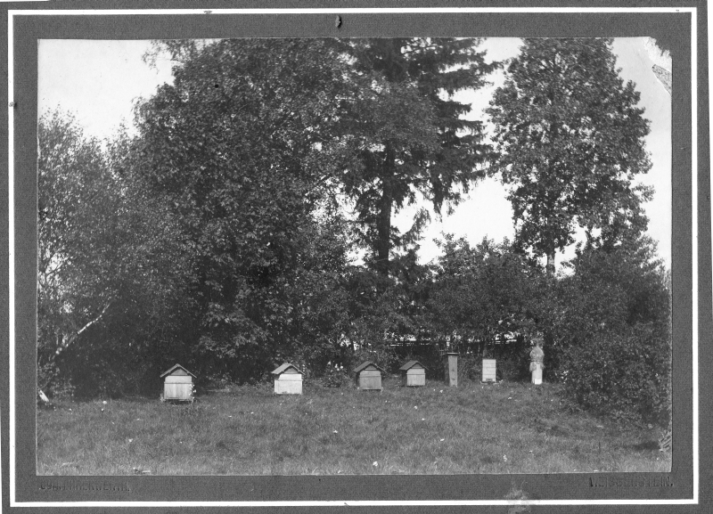 Takkasaare farm. Bee trees.