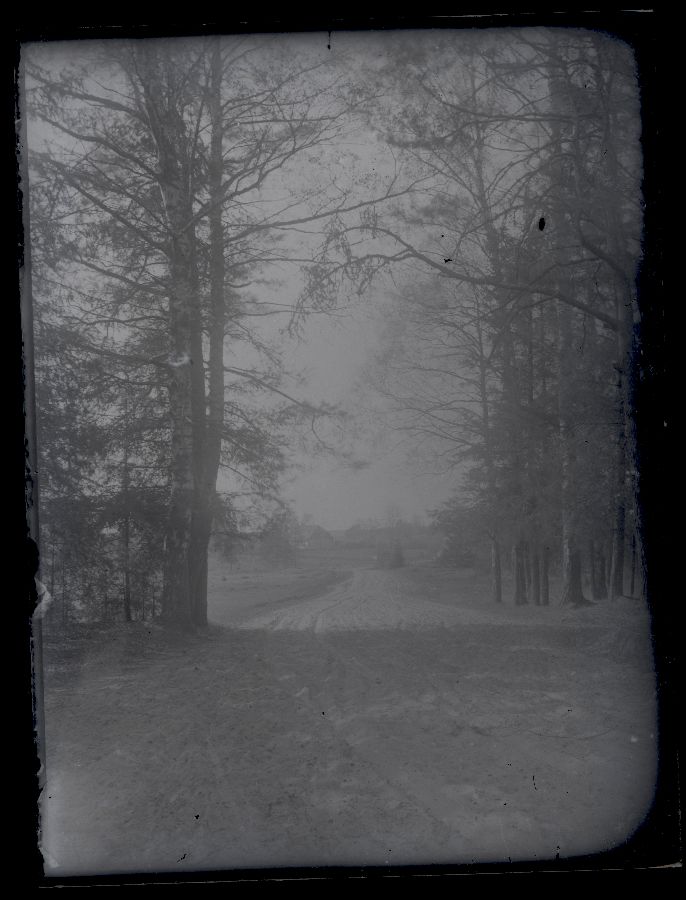 The road, pictured from the edge of the forest to the enclosure, view the farm building in the background.