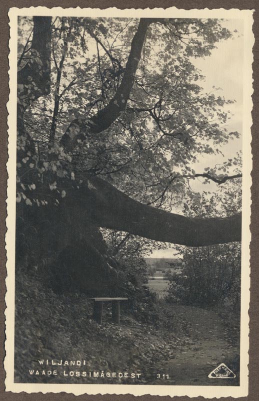 Photo, Viljandi, Valuoja org before the lake, across the road, approx. 1930