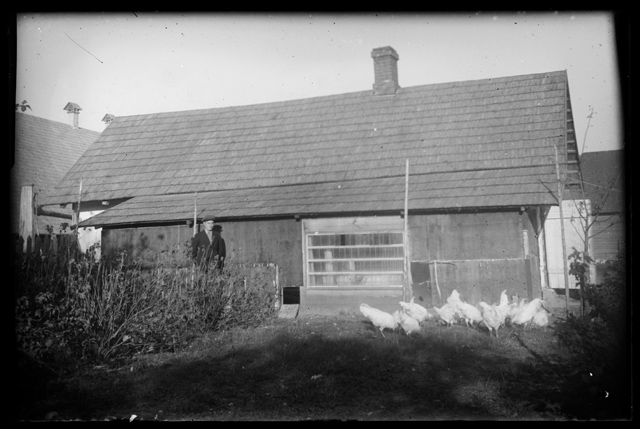 Chickens in the farmhouse