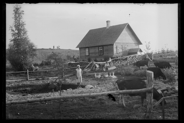 Family wife with cows and goats in the farmhouse, in the backyard