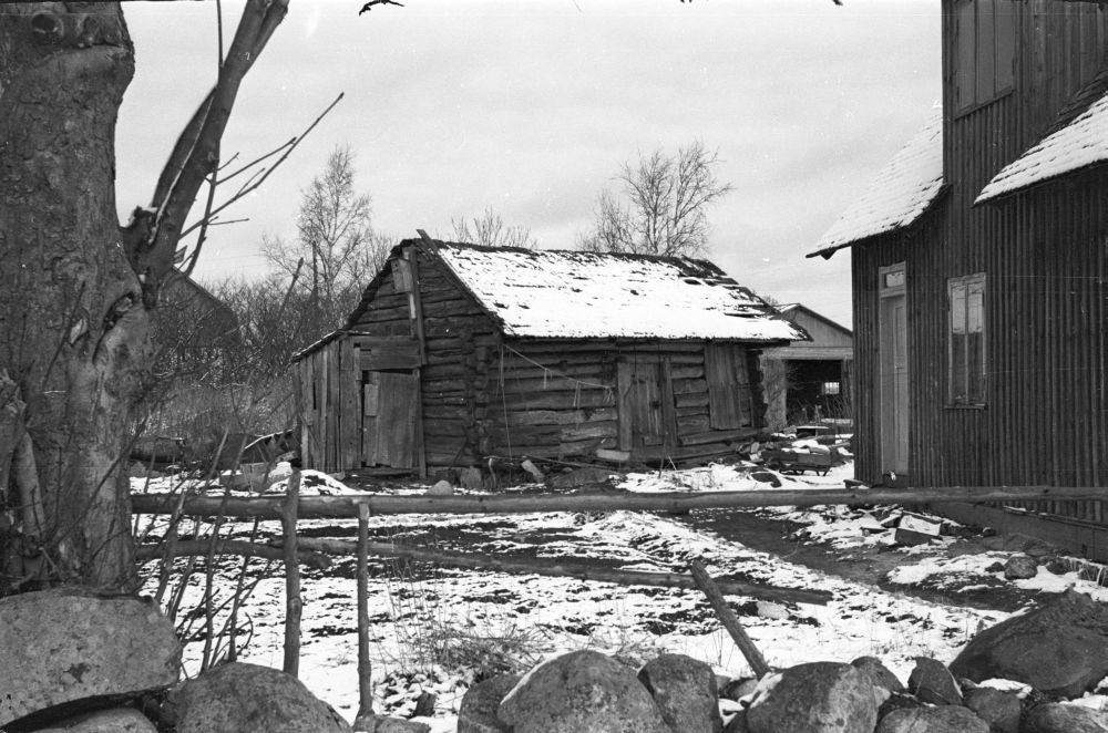 Sheep in Viinistu village.
