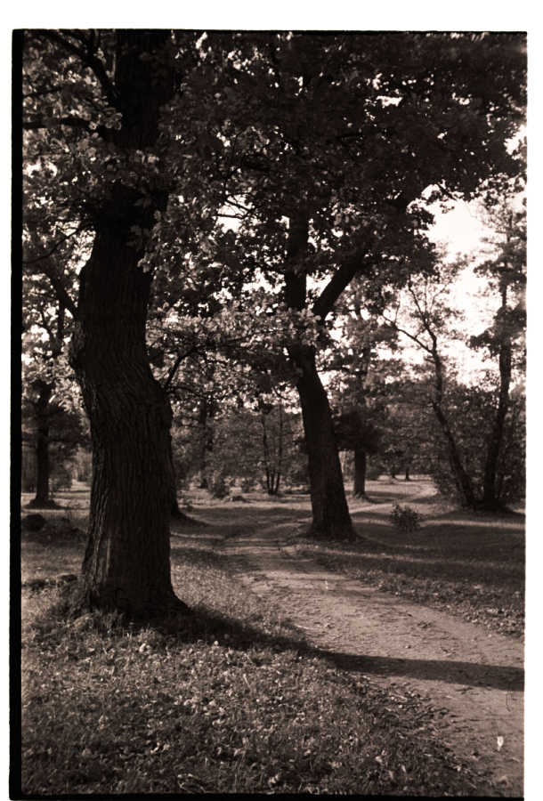 Trees in Kadrioru park