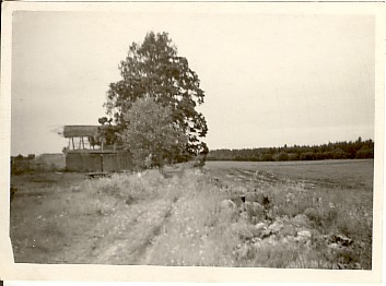 foto, Kangru talu pärn ja ohvrikivi 1961.a.