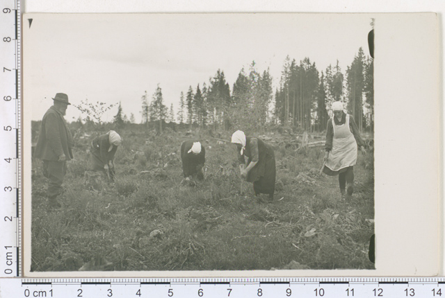 Kuuskede istutamine küngastele Huuksi metskonnas, Peetri khk