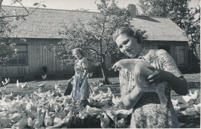Foto. Hiiumaa raj. "Bolševiku" kolhoosi kanafarmi juhataja E. Pruul (paremal) ja töötaja I. Muda. 1953. Foto V. Gorbunov.