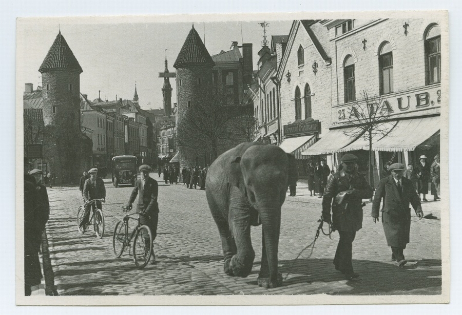 Tallinn, elevant Viru tänaval.