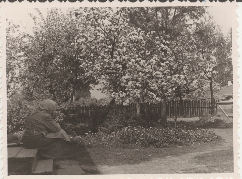 Gustav Tikerpuu aretatud õunasort "Valga roos" tema aias
