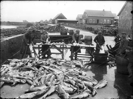 Fiskverkamenn from the Duusplani of Keflavík, 1915