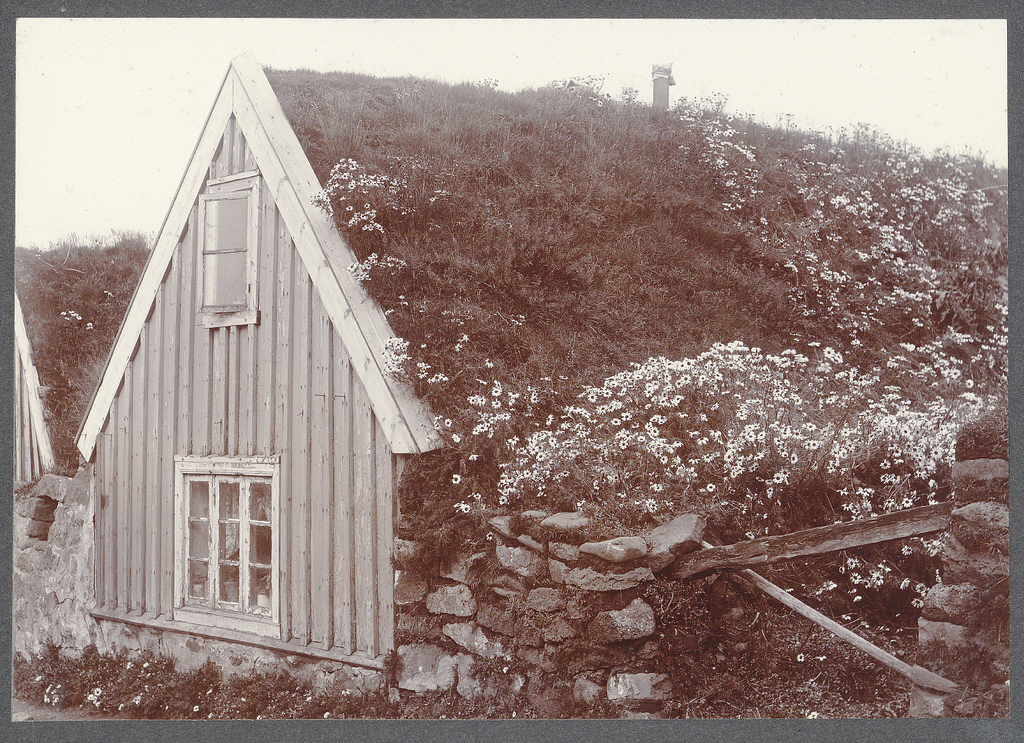 In older Reykjavík. House covered with chamonile.