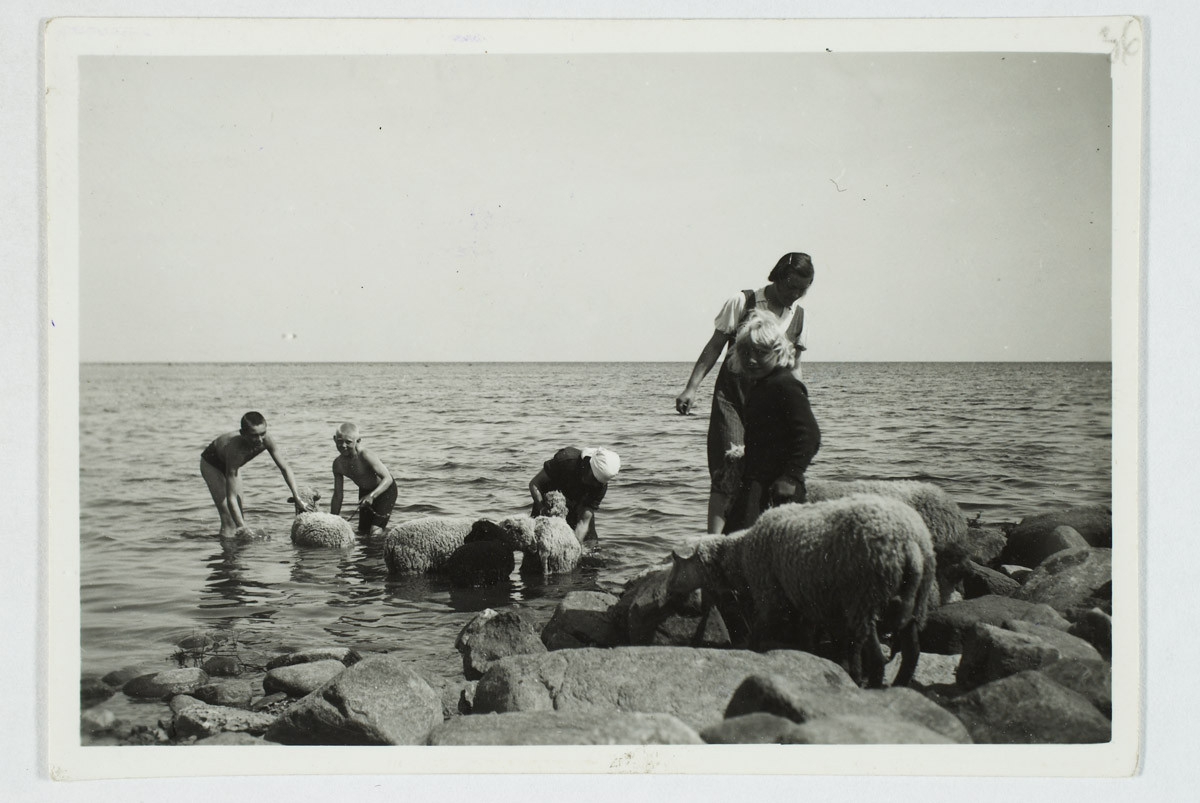 Naised meres lambaid pesemas, Kukesaare t juures, Pihtla v, Püha khk