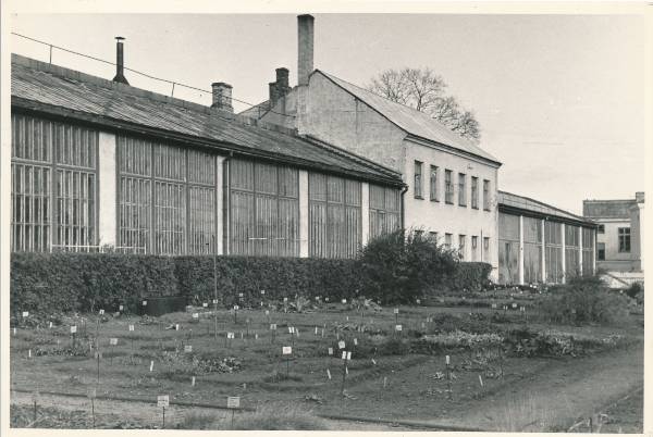 TRÜ botaanikaaed, kasvuhooned. Tartu, 1965. Foto K. Raud.