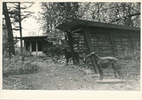 TRÜ botaanikaaed, lehtla ja koerakujud (hurdakoerad). Tartu, 1965. Foto K. Raud.