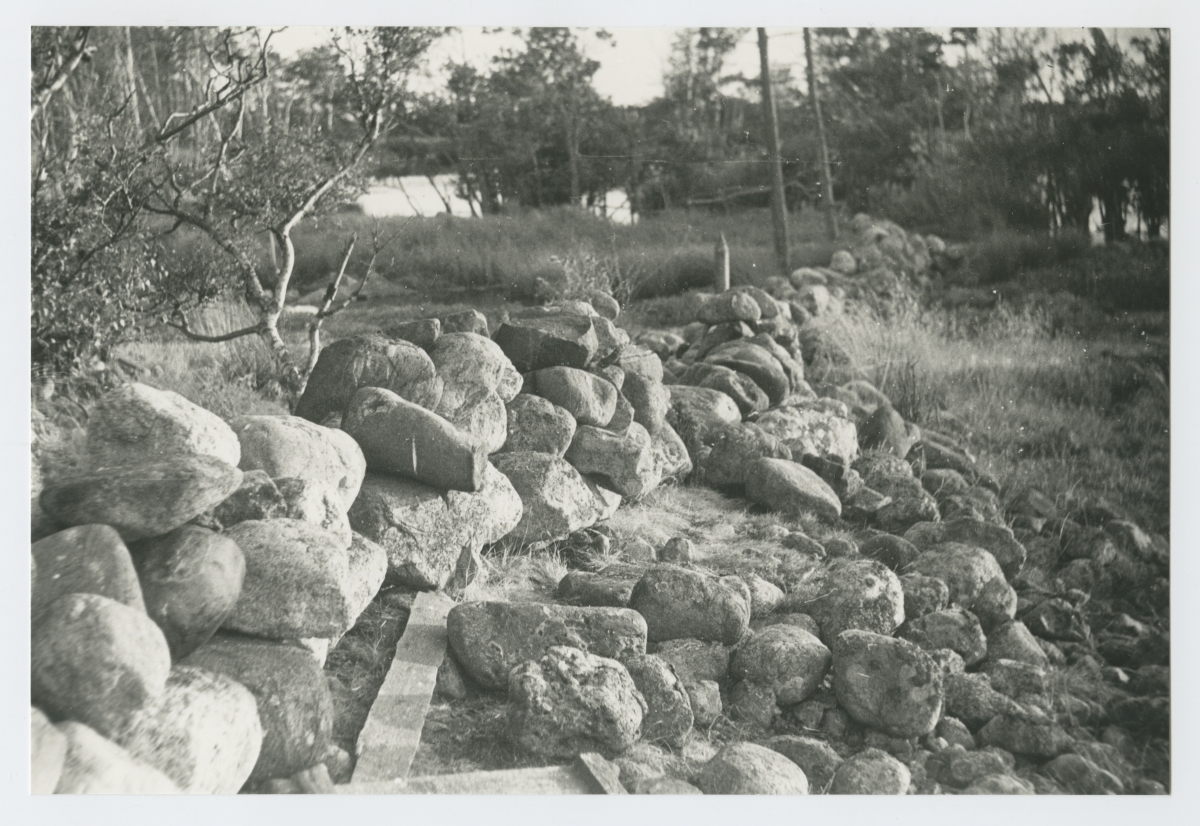 Põllukividest laotud kiviaed Aksi saarel. Puude vahelt paistmas järv.