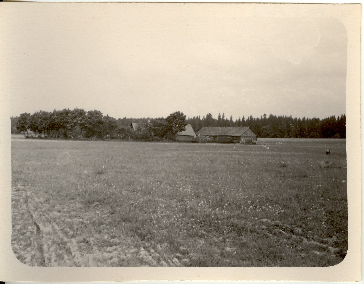 foto, Nurga talu hooned Kuusnas  Koeru k/n 1959.a.