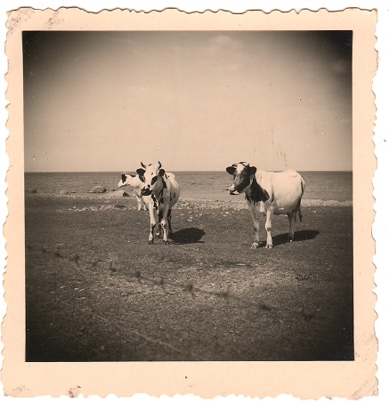 Lehmad Pranglil saare rannas