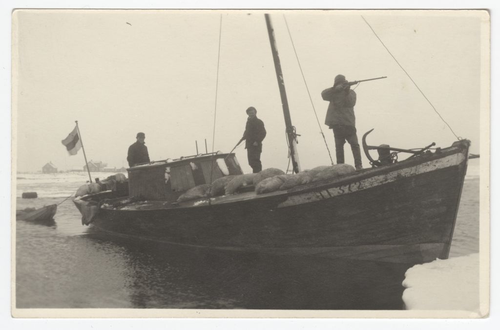 Naissaare hülgekütid 1937. aasta juunis