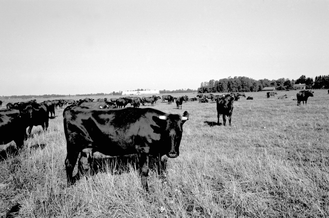 Hiiumaa maastik. Lehmad karjamaal.