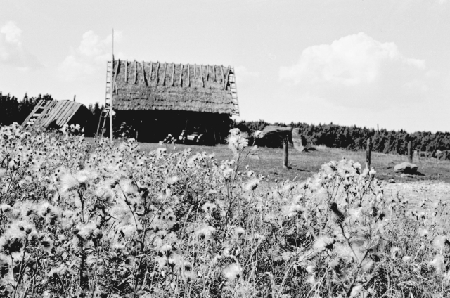 Hiiumaa maastik. Lagunenud taluhooned.