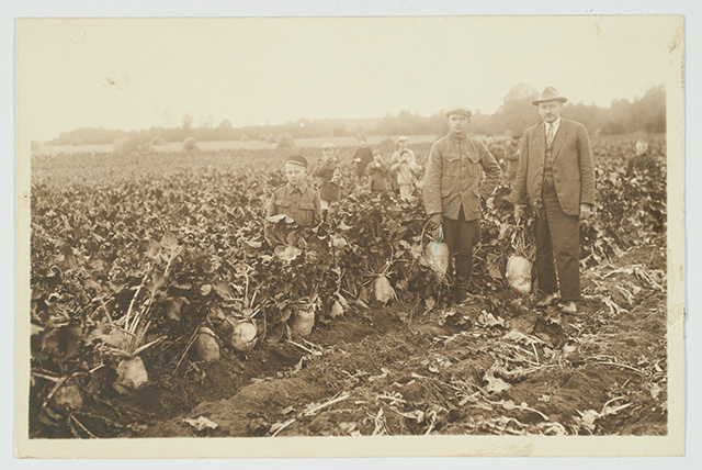 Lapsed peedipõldu koristamas