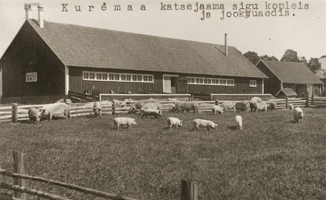 Fotopostkaart - Kuremaa katsejaam, sead koplis 1930ndatel