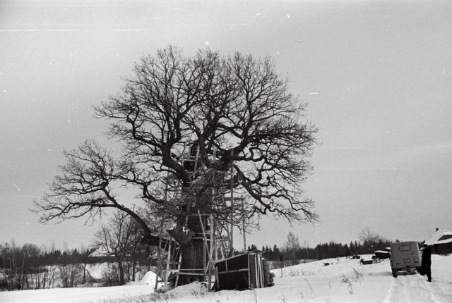 Tamme-Lauri tamm Võru county Urvaste municipality Tamme-Jüri no. 31 farm plot