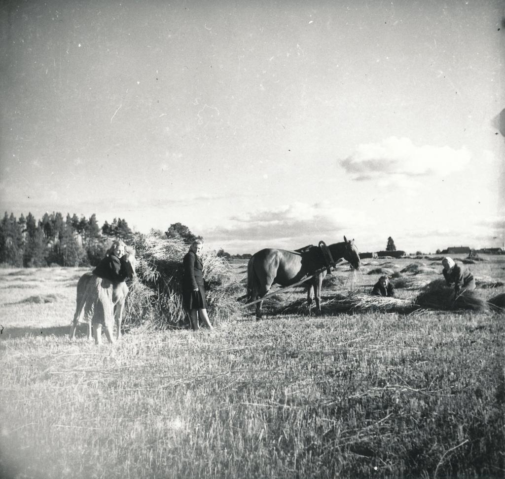 Foto ja negatiiv.  Vilja kokkuvedamine Missos endisel Lõokese talu põllul 1951.a.