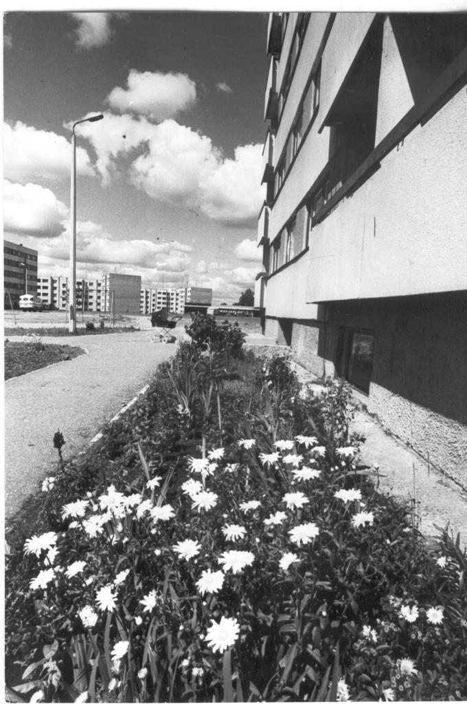 Foto. Võru,  Vilja tn. paneelelamute tagune lillepeenar 1984.a.