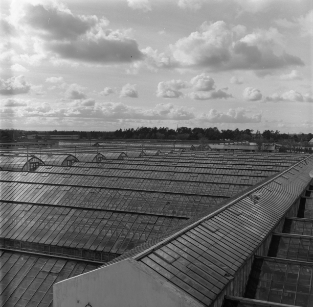 Tallinna vaade. Kasvuhooned.