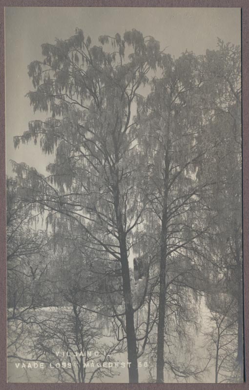 foto albumis, Viljandi, lossimäed, II Kirsimägi talvel, eemal Suurmüür, u 1920, foto J. Riet