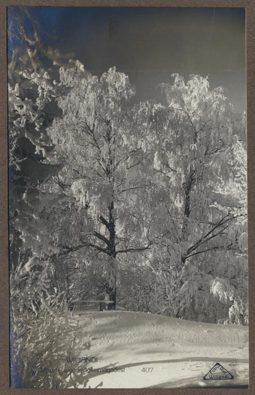 foto albumis, Viljandi, lossimäed, II Kirsimägi (?), härmas puud, 1930. aastad, foto J. Riet