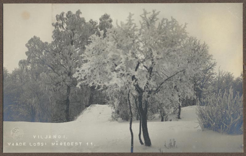 foto albumis, Viljandi, lossimäed talvel, II Kirsimägi, u 1910, foto J. Riet