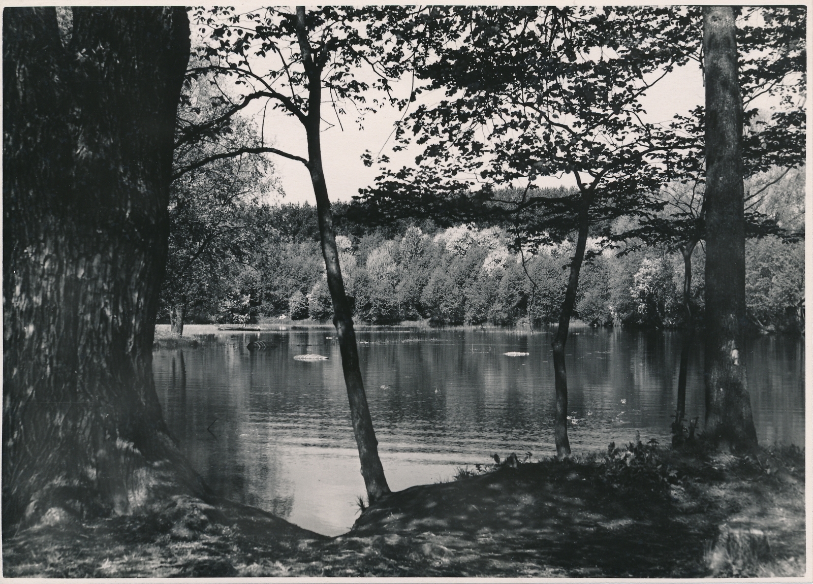 foto, Viljandi, Uueveski järv, u 1960, foto A. Kiisla