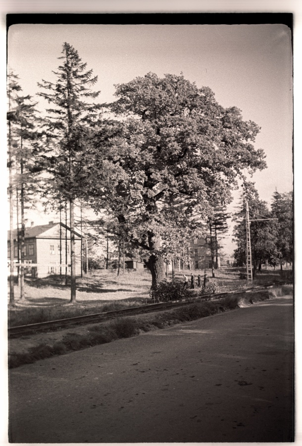 Põline tamm Koplis