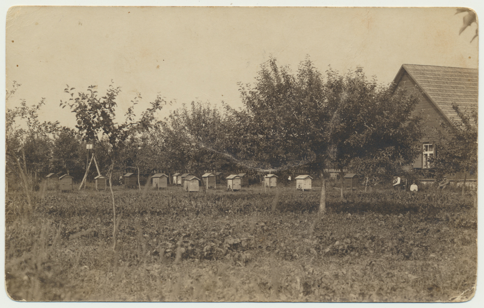 foto, Viljandi khk Viiratsi v, Mäeltküla, Kangrumatsi talu mesila, u 1925