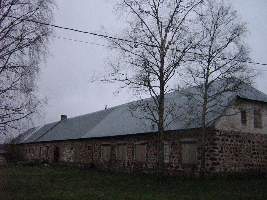 Taagepera Manor's cattle cattle