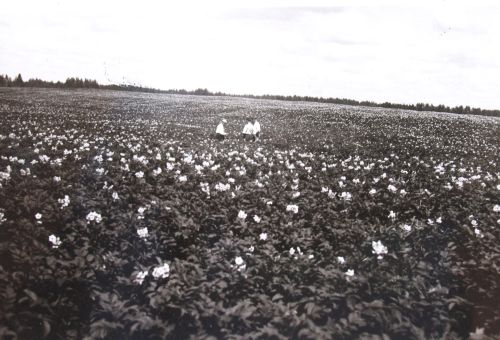 "Hero" põllul Väimelas