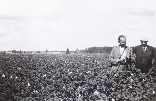 "Tõnni" põllul Väimelas