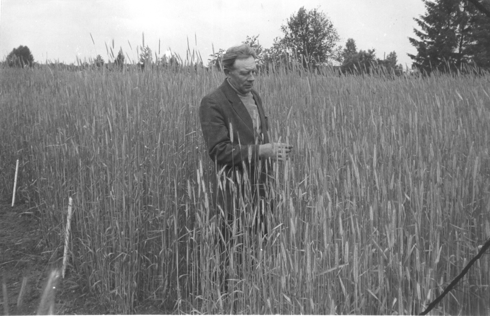 Foto.V. Jaakson - Väimela sordikatsepunkti juhataja katsepõllul 1983.a.