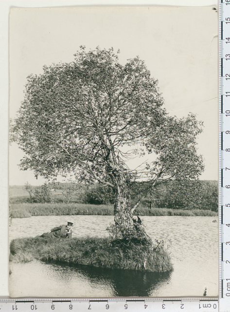 Haaslava, üksik puu vee sees, 1910