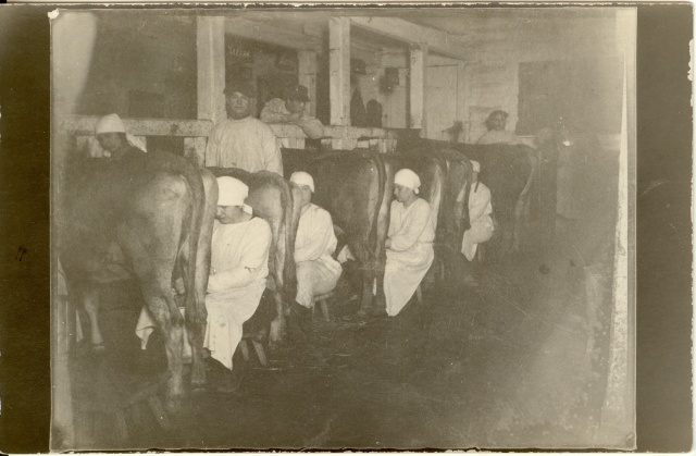 foto Vahi põllutöökoolis laudas lüpsmas 1924