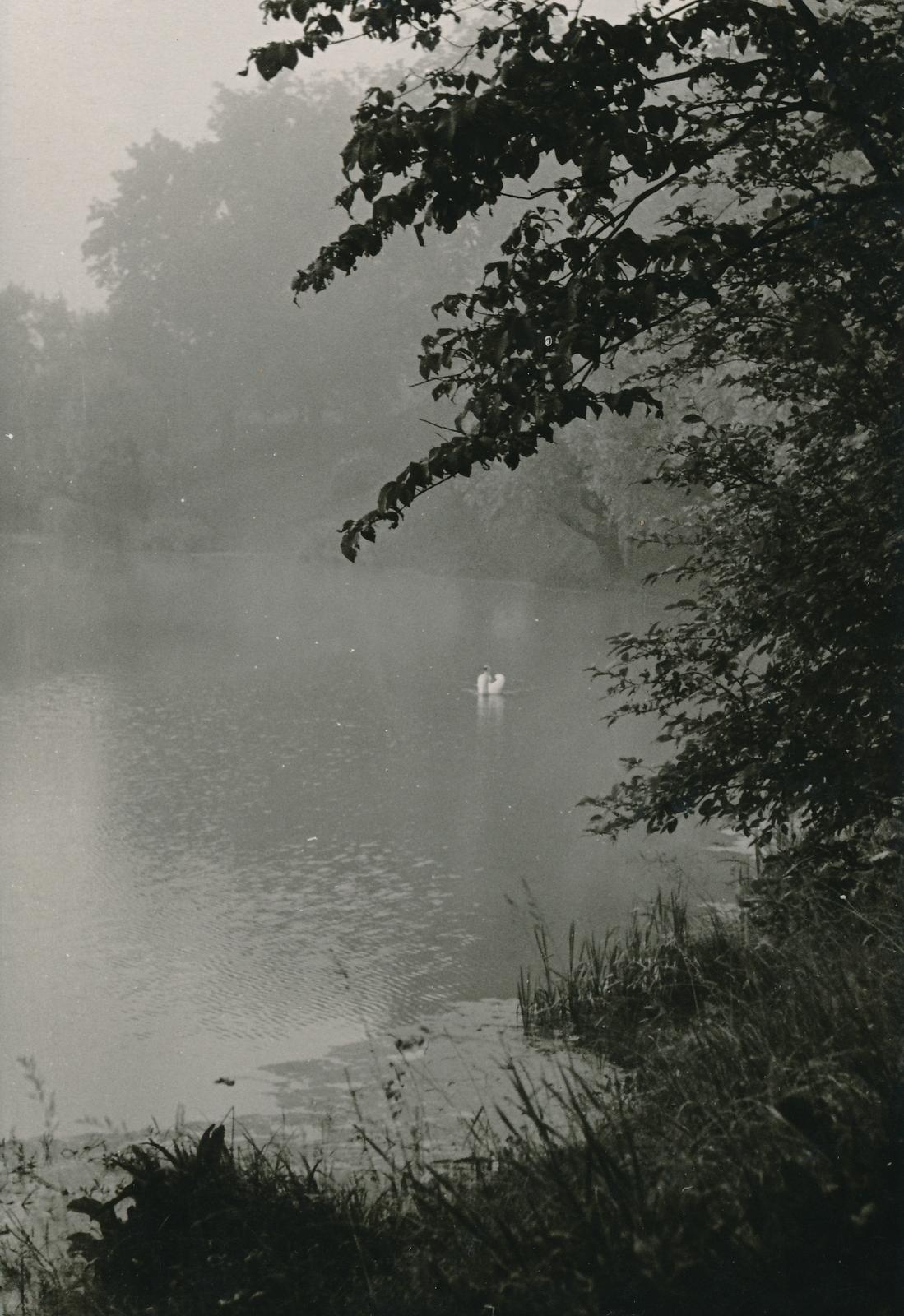 foto, Viljandi, Valuoja tiik, luik, 1960, foto A. Kiisla