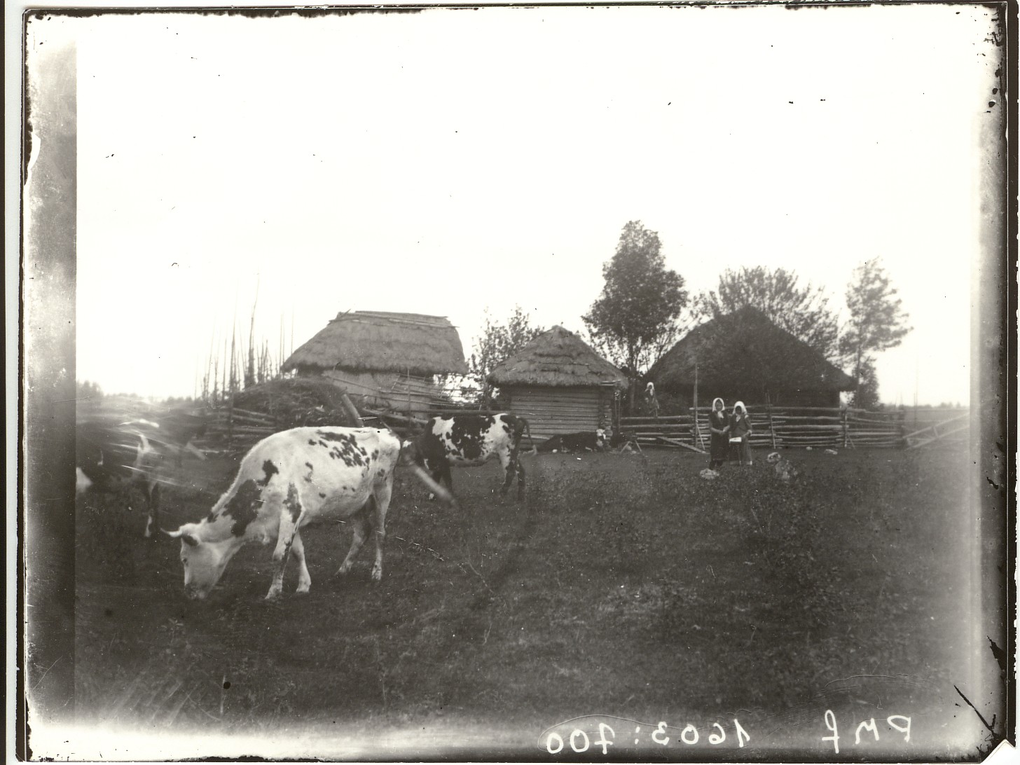 lehmad Lõõlas karjamaal