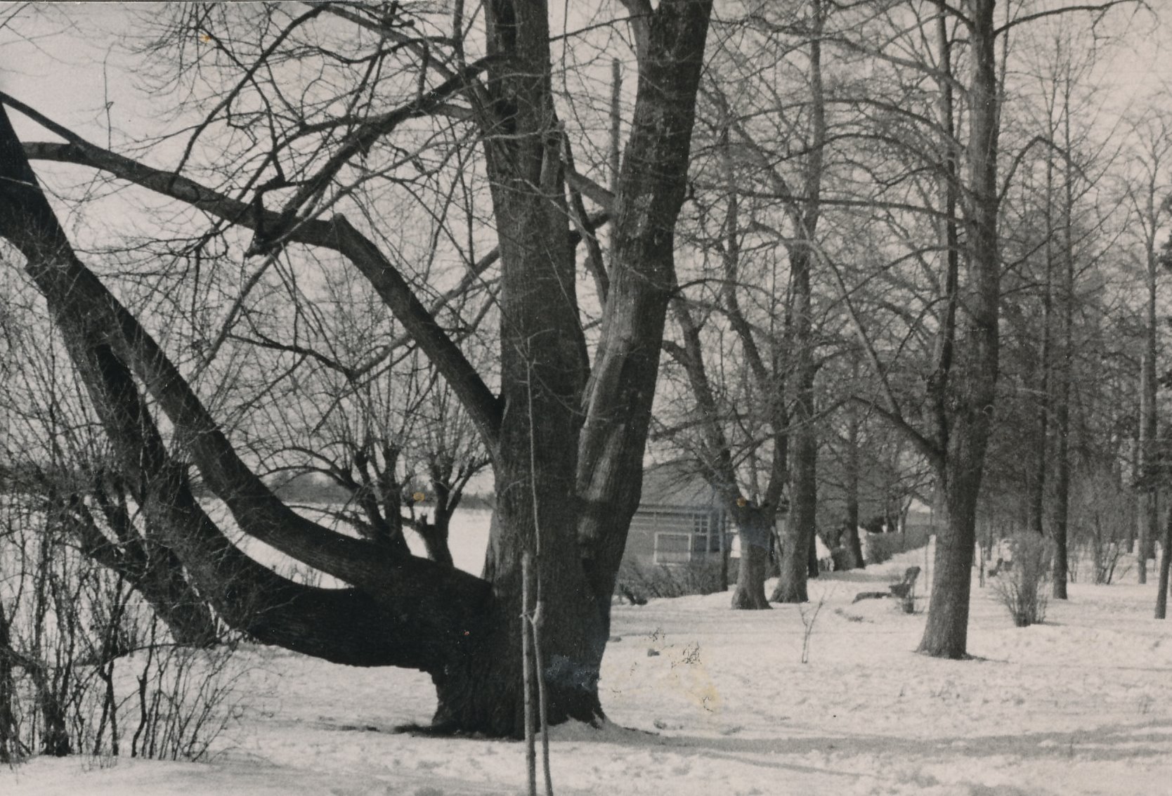 Foto Võru linnapark koos vetepäästejaamaga talvel 1960.dad.