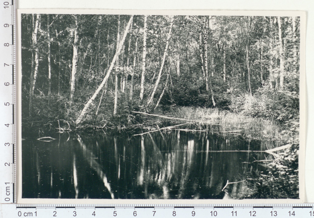 Allikas metsas Kärde mõisa lähedal, 1921