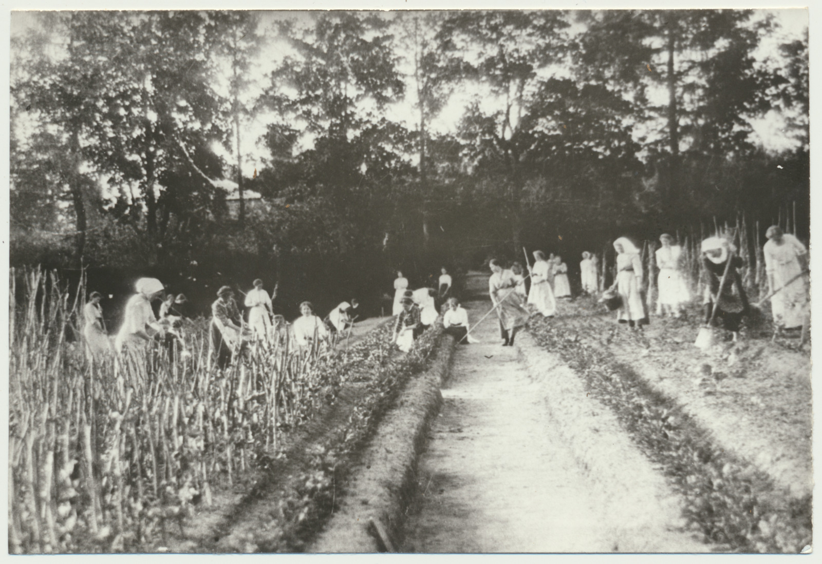 foto Halliste khk, Liplapi kodumajanduskool, aed, aiatöö, õpilased u 1920