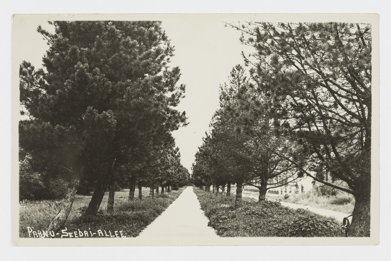 Pärnu seedri allee