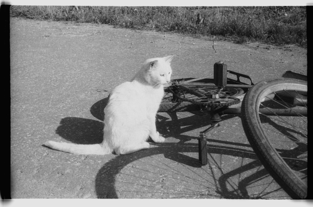 Valge kass ja jalgratas tänaval