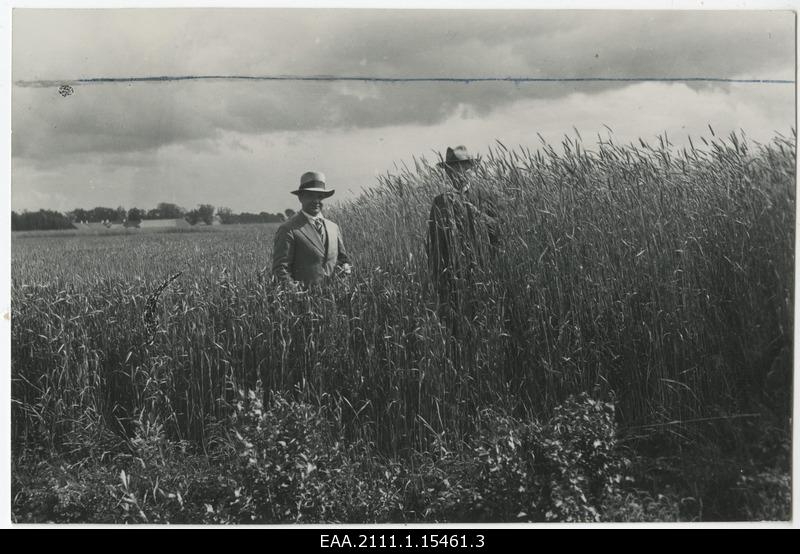Rye farm in the Manor of Starvere