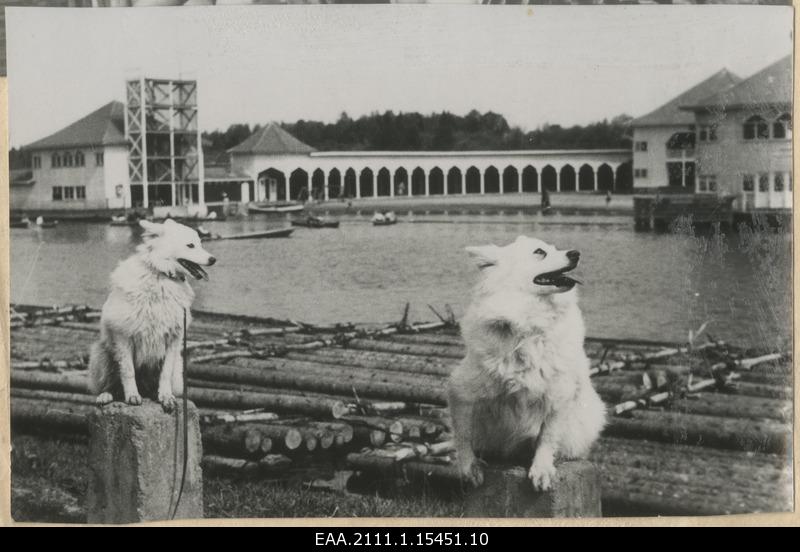 Dogs in the Tartu Bay